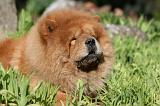 CHOW CHOW 644